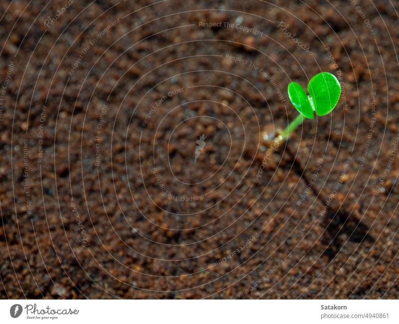 Young seedlings growth on moist soil flora fragile fresh germinating green growing hope leaf leaves life macro nature new outdoor plant shadow sapling small