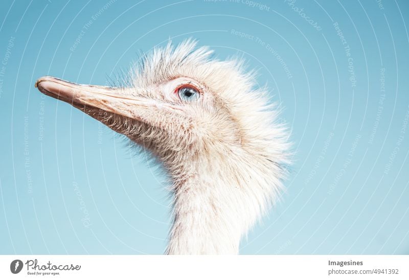 You look. Nandu and blue sky. White large ratite animal. native to South America, related to the ostrich and emu. Look Blue sky Large Flightless bird Animal
