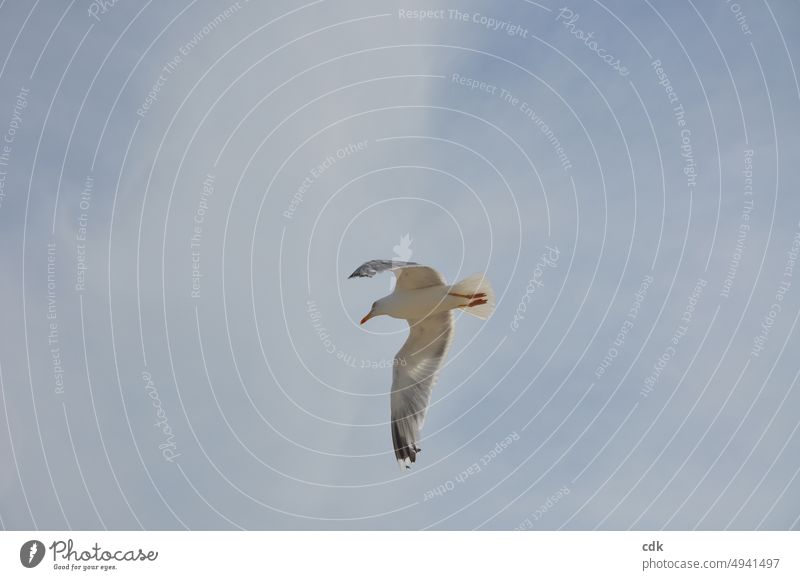 Herring gull in flight | spreading wings | the sky so wide. Animal seagull Silver Gull Sky Blue Flying Grand piano Movement Nature Bird Freedom Air Environment