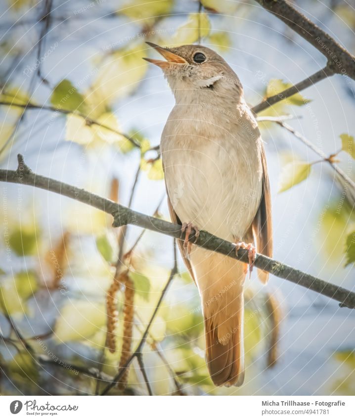 Singing nightingale in tree Nightingale Luscinia megarhynchos Animal face Head Beak Eyes Feather Plumed Grand piano Song Chirping hum Claw Tree Wild animal Bird