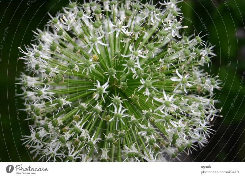 cutty Blossom Chives Plant Summer Nature
