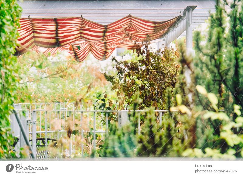 An overgrown outdoor seat with red and white striped awning, from summer to autumn sunny Sun Bright Summer Structures and shapes Stripe Summery Yellow