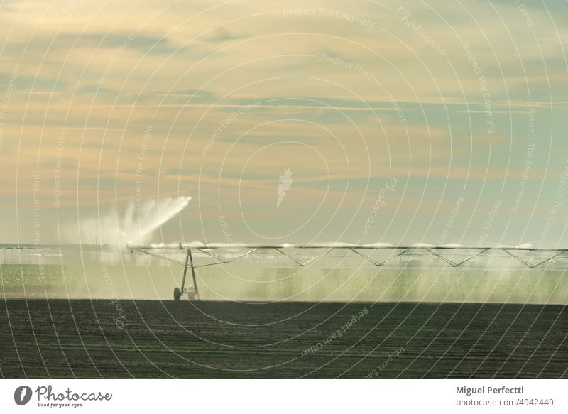 Center pivot irrigation system, pipes with sprinklers watering a plantation at dawn. crop agriculture farming growing farmland automatic equipment sunset