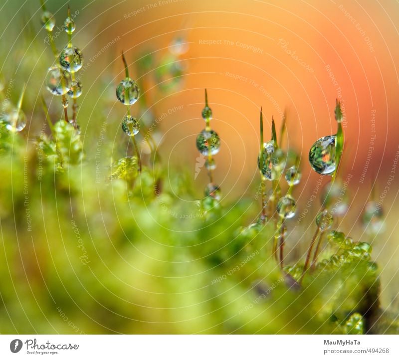Water drops in moss Nature Plant Rain Moss Forest Drop Growth Fresh Wet Green Purity Adventure Chaos Berlin - Germany Bodies Of Water Raindrop Exterior shot