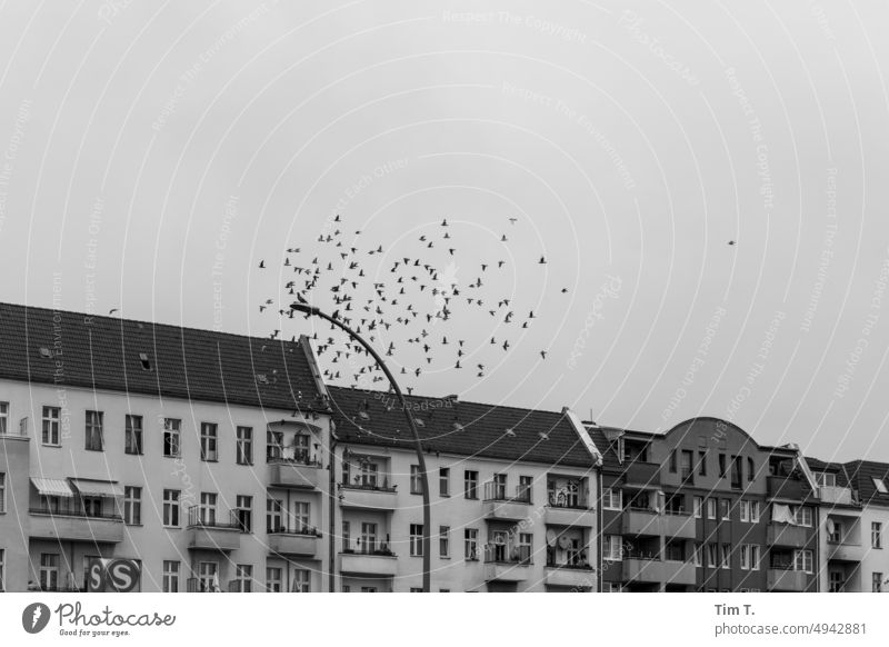 pigeon flight pigeons Flying Neukölln bnw b/w Lantern Black & white photo Day Exterior shot Deserted Berlin Town Capital city Architecture Downtown