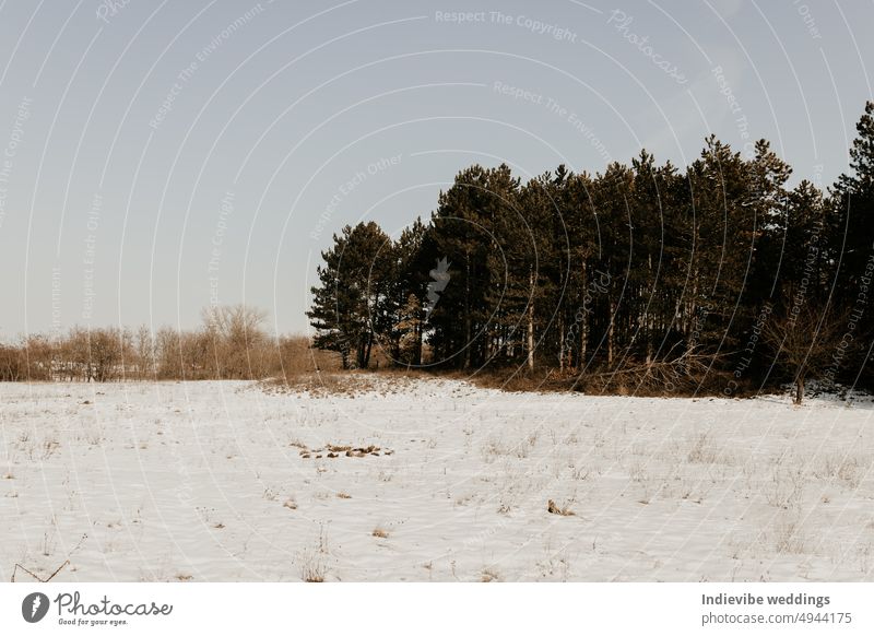 Snowy field by the forest. Winter landscape in the woods. Clear sky, copy space. winter snow tree cold nature frost white ice trees season blue frozen outdoors