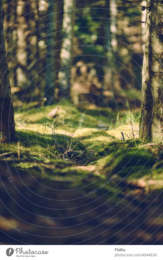 Whale floor full of moss Forest Nature Woodground Moss Green Sun Sunlight Environment pretty naturally Colour photo Exterior shot Plant Deserted