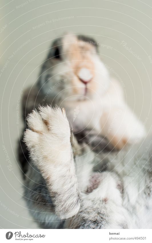 Give five Animal Pet Pelt Claw Paw Pygmy rabbit Hare & Rabbit & Bunny 1 Sit Cute Serene Calm Self Control Colour photo Subdued colour Interior shot Close-up Day