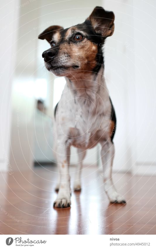 Jack Russell Terrier jack russel terrier jack russell Pet Animal Dog Jack Russell terrier White Small Cute portrait Brown Worm's-eye view Interior shot Bright