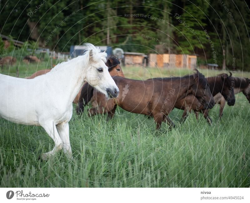 Icelandic horses in the pasture Island horse Willow tree gallop Nature Gallop Green Horse Joie de vivre (Vitality) Escape Wild Gray (horse) Brown Plant wax
