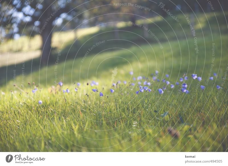 Think back, breathe a sigh of relief Environment Nature Landscape Plant Summer Autumn Beautiful weather Warmth Tree Flower Grass Blossom Foliage plant