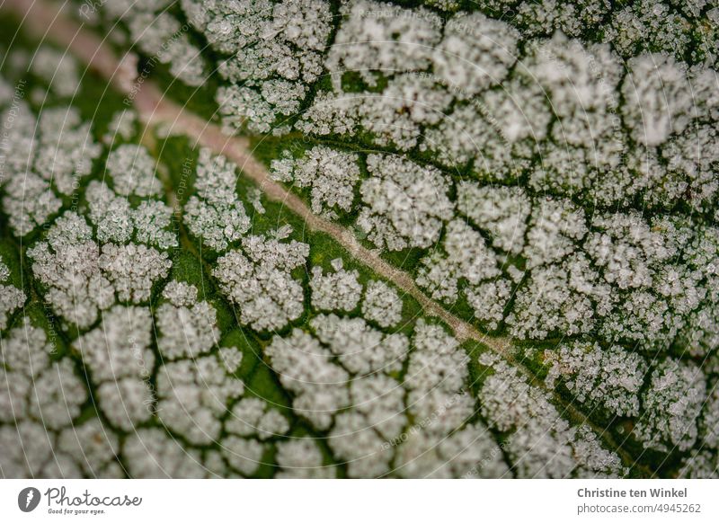 Frost on a green leaf Leaf Mature ice crystals chill Frozen Hoar frost leaf ribs Pattern Structures and shapes Close-up pretty Plant Near naturally Seasons
