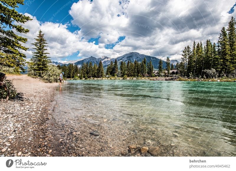 Everything is in flux Water Adventure trees Forest Far-off places River Vacation & Travel Wanderlust Banff National Park Alberta Rocky Mountains North America