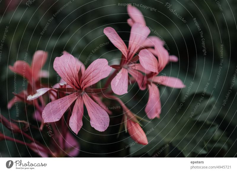 Flowers of a hanging geranium (Pelargonium peltatum) Hanging geranium Geranium Geraniums out Nature pink Blossom Dark Grief mourning card Plant