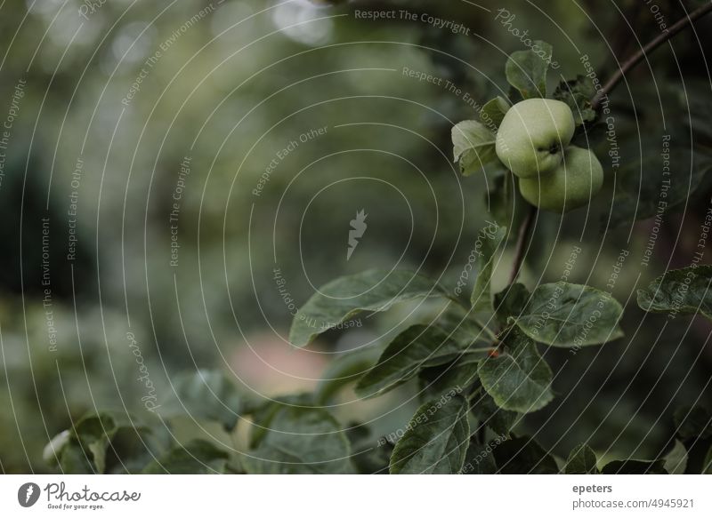 Gnarled apple tree in garden Apple Apple tree Green Image Filling Tree Fruit Nature Exterior shot Plant Environment Garden Deserted Leaf Agricultural crop Fresh