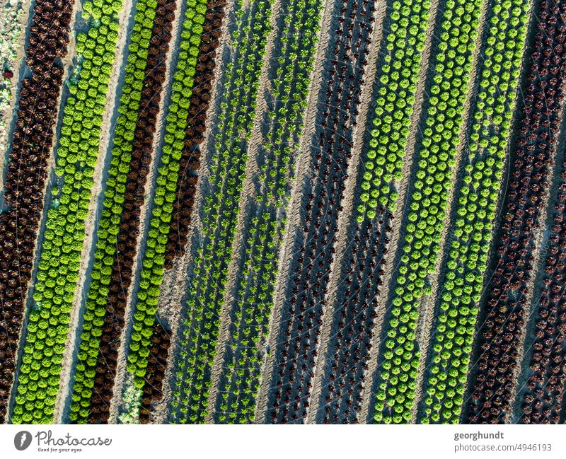 View from above directly onto a field of lettuces and cabbages in green and red-brown rows. Field acre Agriculture extension Harvest Green drone