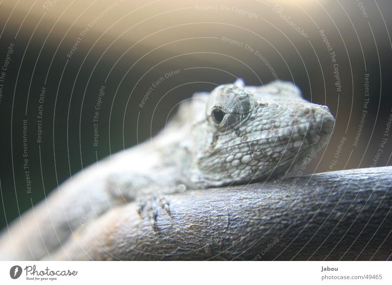 anoli Saurians Reptiles chamaelion Macro (Extreme close-up)