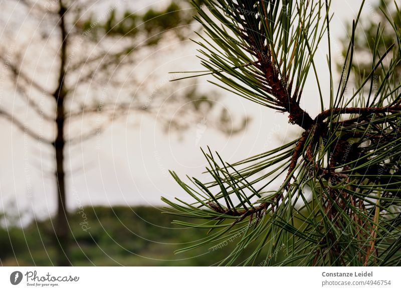 Sharp pine needles with blurred tree in background. Jawbone Tree Forest Nature Green Brown Autumn blurriness Wood Landscape Close-up