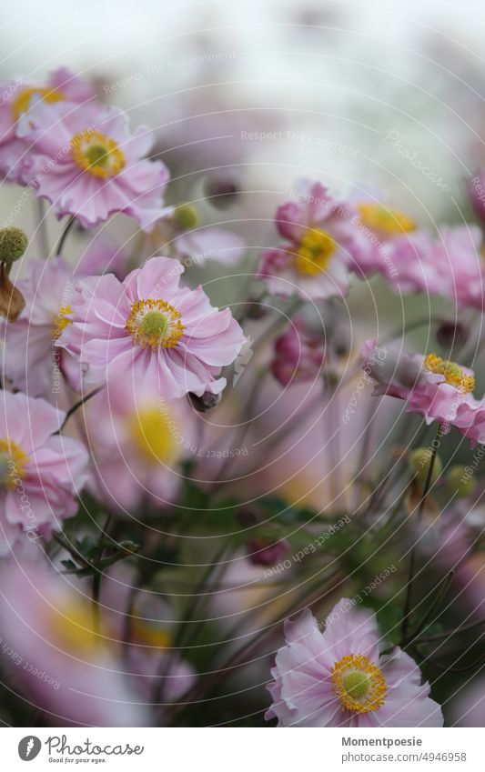 Pink flowers pastel pink Bouquet Illuminate Cosmea Fragrance Garden Plant composite Cosmos Soft Delicate Ornamental plant Exterior shot shrub sea of blossoms