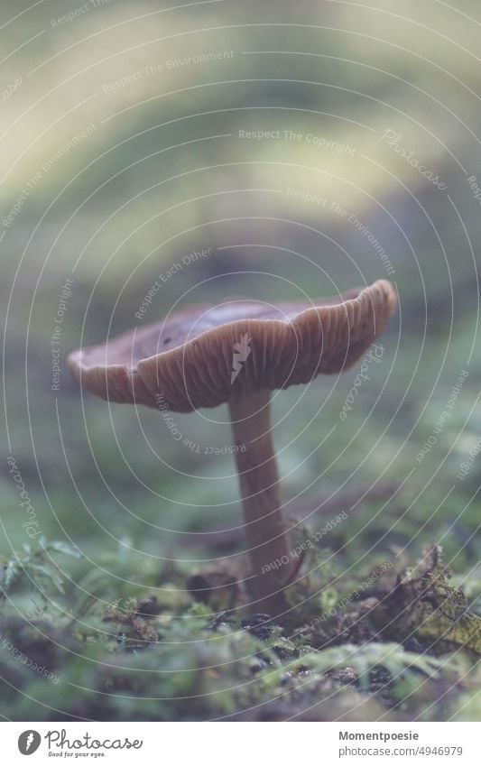 mushroom Mushroom Forest Schammerl Autumn Nature Close-up Exterior shot Plant Moss Colour photo Macro (Extreme close-up) Woodground Environment Mushroom cap