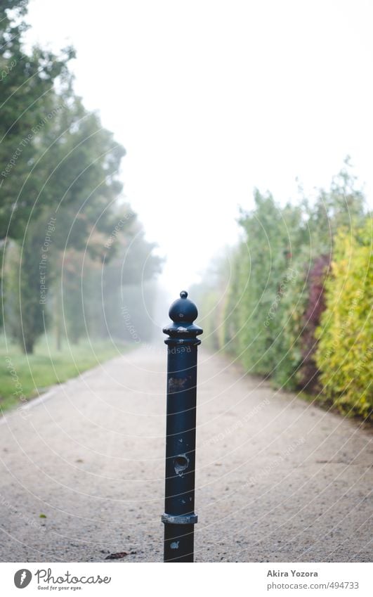 way divider Nature Autumn Fog Tree Bushes Meadow Cold Yellow Gray Green Red Black Loneliness Transience Lanes & trails Colour photo Subdued colour Exterior shot