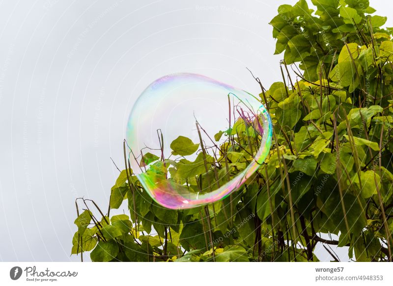 Huge soap bubble floats past the branches of a tree Soap bubble hovering floating bubble variegated Dazzling Tree Branchage Treetop Round Glittering Reflection