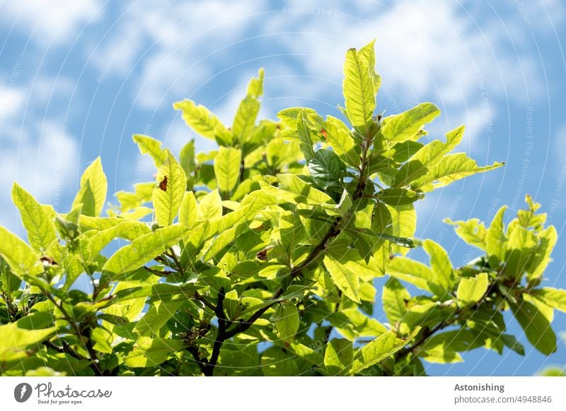 leaves Leaf foliage Nature Sky Blue Green Yellow branches twigs Branch Tree Twigs and branches Plant Environment Exterior shot Branches and twigs Deserted