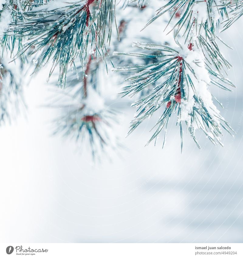 snow on the pine tree leaves in winter season, white background pine leaves branches leaf green ice frost frosty frozen white color nature textured outdoors