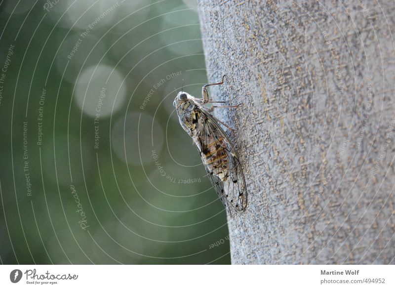 cicada Animal Italy Calabria Europe Cicada 1 Nature chirp Tree trunk Colour photo Subdued colour Exterior shot Macro (Extreme close-up) Deserted Copy Space left