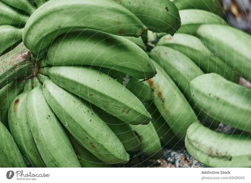 Raw green bananas on tree - Fresh long bananas on bunch in field tropical  fruit, Stock image