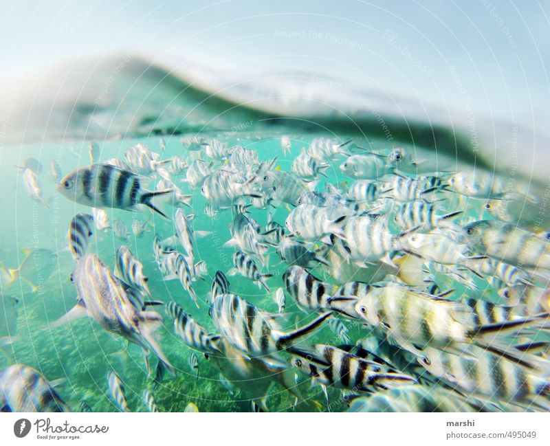 Two Worlds Aquatics Nature Landscape Plant Animal Summer Coast Reef Coral reef Ocean Wild animal Fish Group of animals Flock Blue Shoal of fish