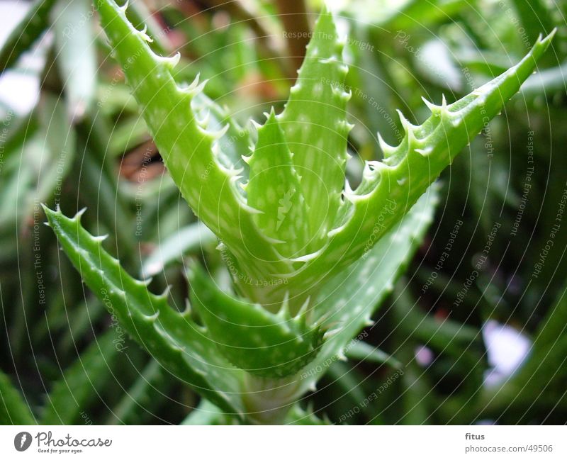 thornflower Plant Cactus Window Window board Thorn Nature