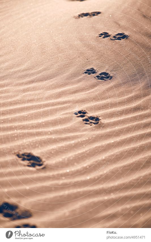 Dog tracks in the sand Sand texture background Beach Sandy beach beach sand structure collection Grains of sand Nature Summer coast Exterior shot Ocean