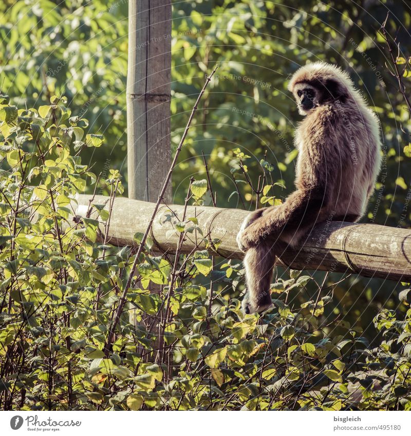 Look at that! Wild animal Monkeys 1 Animal Looking Sit Brown Green Colour photo Exterior shot Day