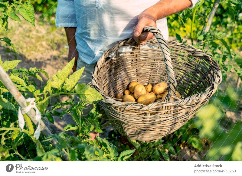 Anonymous grower picking tomatoes from lush bush in garden potatoes harvest wicker basket organic growth cultivate colorful foliage gardener shrub countryside