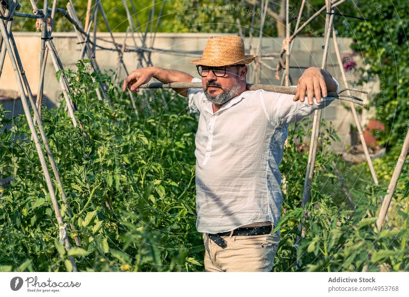 Horticulturist standing near colorful tomato bushes leaned on tree twig horticulturist bright nature horticulture harmony idyllic countryside growth foliage