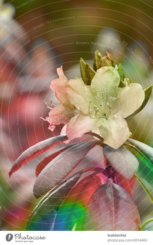 A rhododendron flower with leaves in a rush of colors, focus on the flower, colors from olive to cream to strong colorful, portrait format