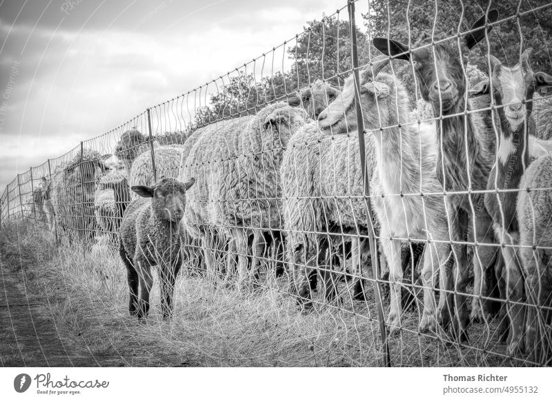 Young sheep has escaped, is now standing in front of the fence next to the flock and can't find its way back. Other sheep and goats look at the little young sheep, but can not help him.