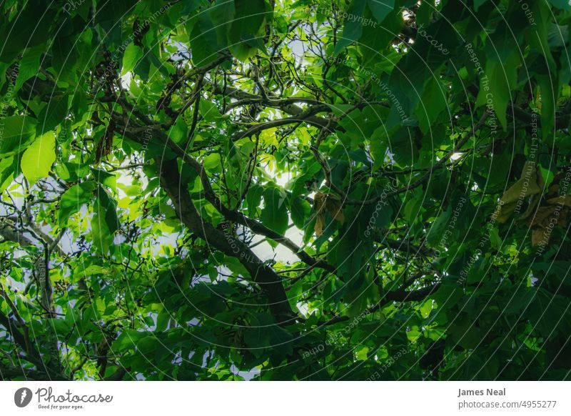 Looking up through the branches sunshine glow spring tranquility color worms eye view nature leaf day background woodland plant tranquil scene tree