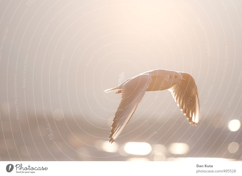 shining light Animal Wild animal Bird Seagull 1 Discover Flying Glide Evening Wing Blur Back-light Colour photo Subdued colour Exterior shot Close-up Deserted