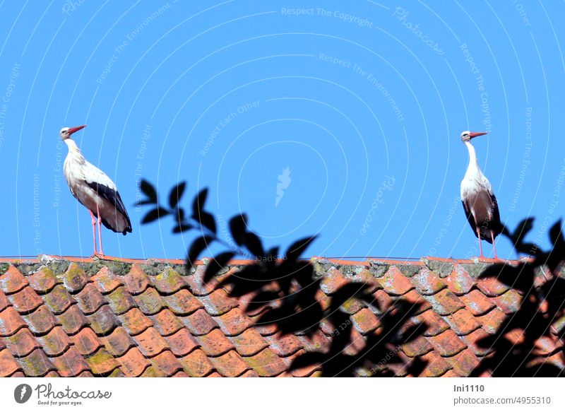 two storks standing on a roof animals 2 animals birds Storks White Stork Ciconia ciconia colors black white red long legs long neck long bill observantly look