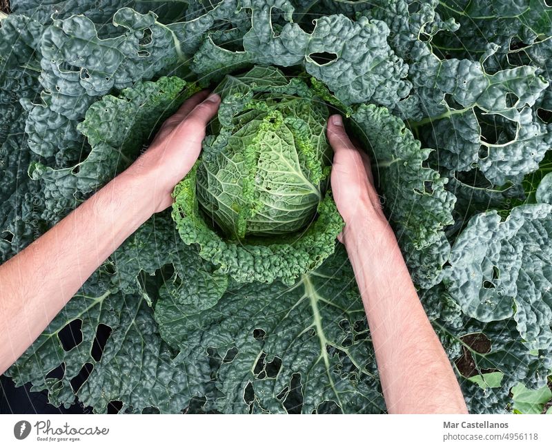 Hands picking cabbage plant in vegetable garden. Top view. Copy space. hands green top view food ingredient natural nutrition photography growing vitamin person