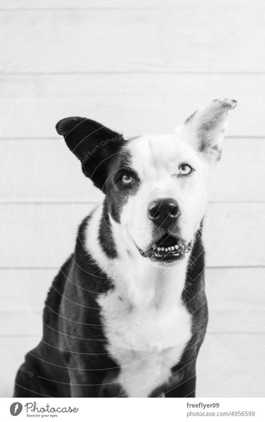 Portrait of a black and white dog looking at camera obedient portrait copy space studio lighting grayscale pet cute background lovely pup puppy peaceful serene