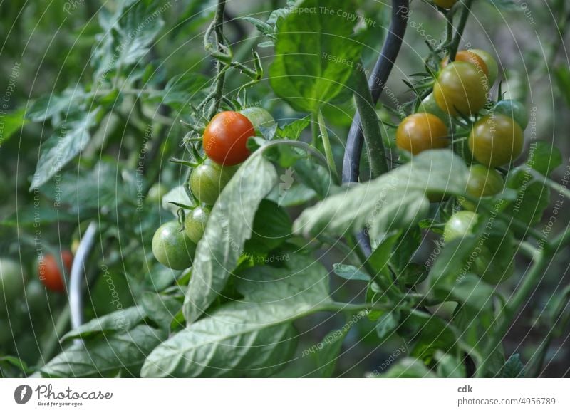 Tomatoes in the garden | sweet & delicious | small & fine. tomato plant Cocktail tomato Vegetable Organic produce Nutrition Food Red Delicious Fresh Green