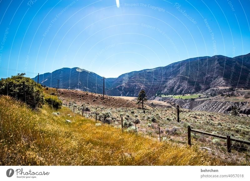 again and again canada trees Rocky Mountains Wanderlust Forest Far-off places Nature Canada Landscape North America wide