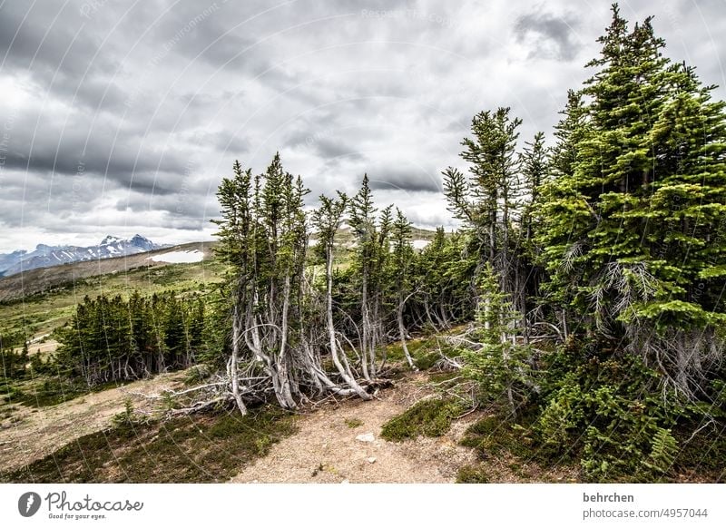 again and again canada trees Rocky Mountains Wanderlust Forest Far-off places Nature Canada Landscape North America wide