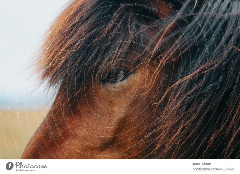 Close up Portrait of an Icelandic horse , close up image of the eye of the native race of icelandic horses. Beauty animal in the wild natural wasteland of north Iceland.