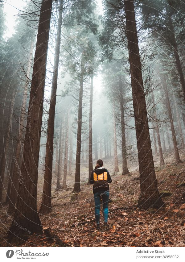 Woman exploring a foggy forest woman standing landscape trees backpack autumn woodland nature peaceful scenery mountain foliage tranquil environment season lush