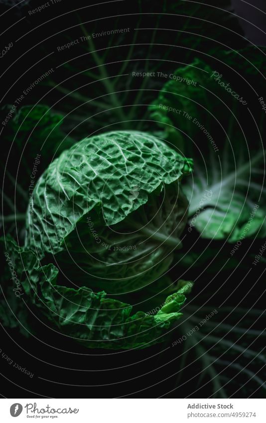 Dramatic image of green fresh cabbage agriculture background closeup col cooking culinary diet dieting food freshness garden greens harvest head healthy