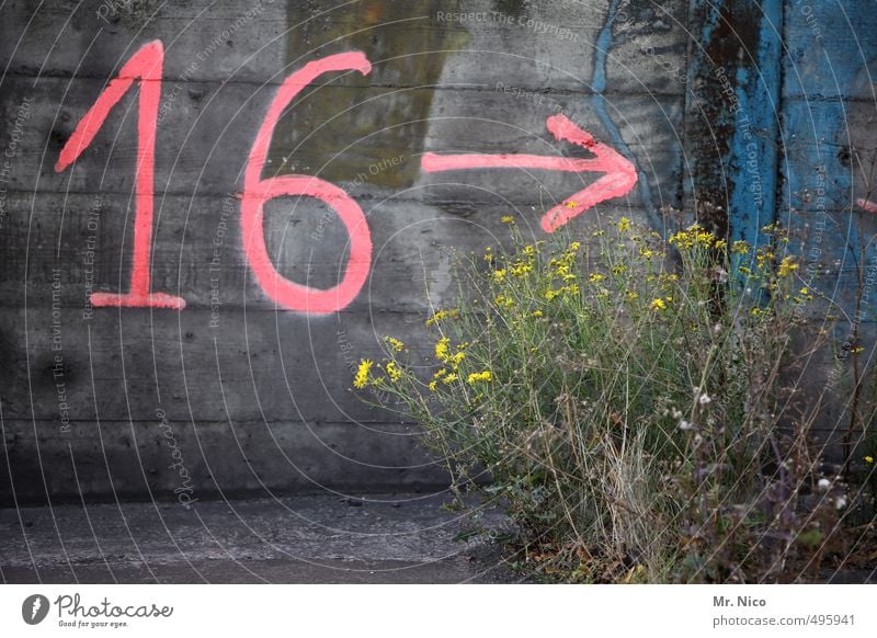 16 --> Environment Plant Bushes Wall (barrier) Wall (building) Facade Pink Digits and numbers Arrow Weed Trend-setting Concrete wall Industrial district